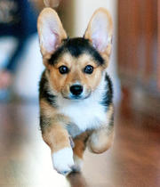female corgi puppy for sale