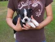 boston terrier puppy for sale
