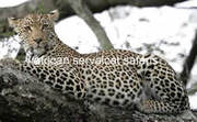 African Servalcat Safaris Kenya Tanzania
