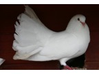 White Fantail Doves For Sale Derby,  Nottingham and Loughborough 