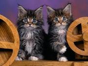 Maine Coon Kittens for Sale 