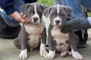 Pit Bull Terrier Puppies Need Home
