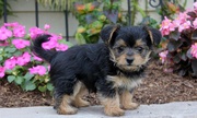 Gorgeous Yorkshire Terrier puppies For Sale