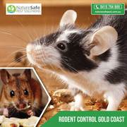 Regulated Safe Rodent Control Services in Gold Coast