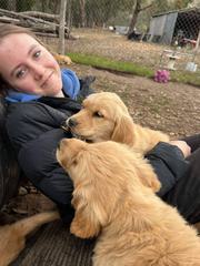 Golden Retriever Puppies Available