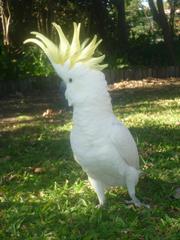 COCKATOO EXTREMELY TAME TALKING YOUNG