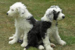 two cute and lovely english sheep dog puppies for sale